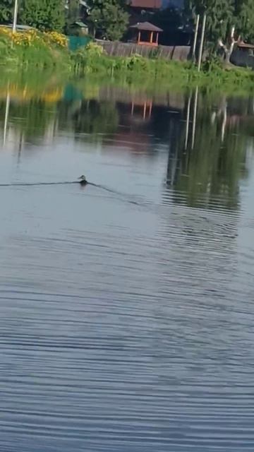 Уточки плавают на пруду 🐦🐦🐦 смотреть онлайн