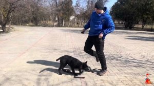 Как дрессировать щенка. Первый день обучения - професс