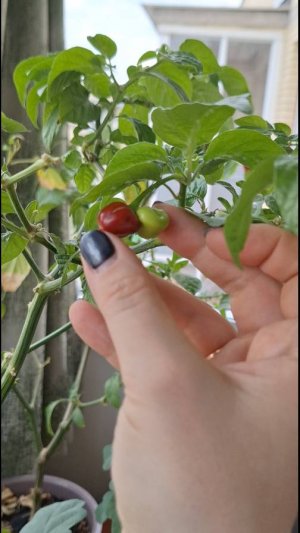 Двойной перец на одной ножке, один покраснел, второй не хочет.