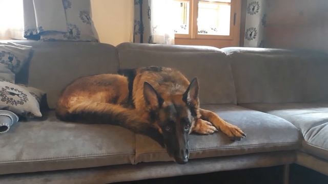 Немецкая овчарка в квартире смотреть онлайн