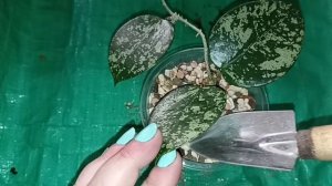 Пересадка хоий акута EPC-997 на фитильный полив. Болталка. Заблокировали на Авито.
