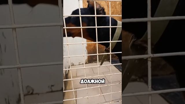 Доберман, которого едва не застрелили… | Декстер
