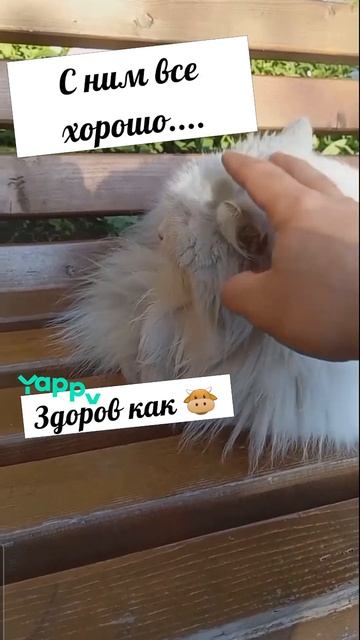#котики #кошка #киса #домашниеживотные #кошки #пес #собакадругчеловека #собака #собаки #щенок #мимим
