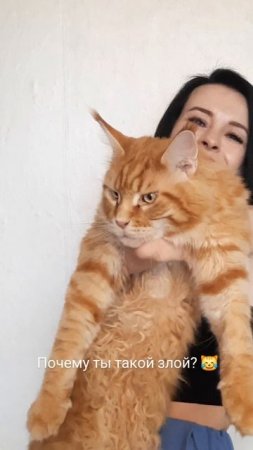 Почему ты такой злой? 😹