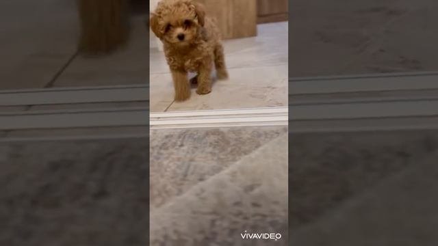 ПУШОН мальтипу  Puchon  Maltipoo дата рождения 15.11.2023