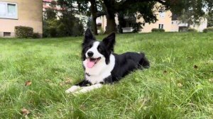 Как научить собаку команде «Дай»  #bordercollie #туториал #okki