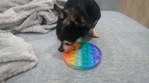 Поп-ит. Часть 2. Маленькая собачка разобралась с этой ш?