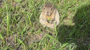 СУСЛИКИ В ПРИРОДЕ ТАТЫШЕВ ПАРК