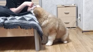 Акита Ину длинничек 3 мес