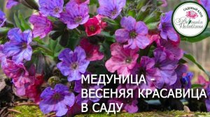 Медуница в саду