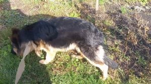 НЕМЕЦКАЯ ОВЧАРКА В СЕМЬ МЕСЯЦЕВ !!!