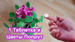 1 Таблетка оживит Комнатные цветы Пышно цветут и растут. 2 Настоящих метода помочь цветам
