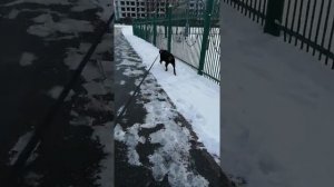 Вот как ДОЛЖНА гулять СОБАКА на поводке!!!