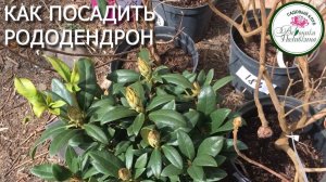 Рододендроны. Секреты правильной посадки.