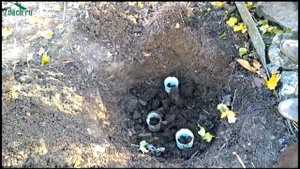 Как посадить крыжовник - 7 дач