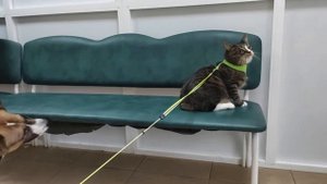 Митрофан, курильский бобтейл. Котопёс и Пёс.