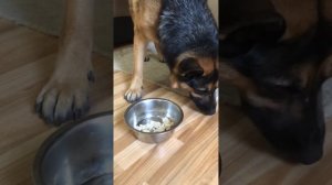 Говяжий рубец для Немецкой овчарки