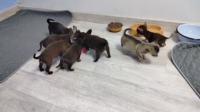 Малыши В. Небольшие скидки на деток #чихуахуа. Питомни? смотреть онлайн