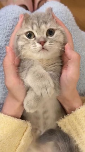 Танцор котёнок