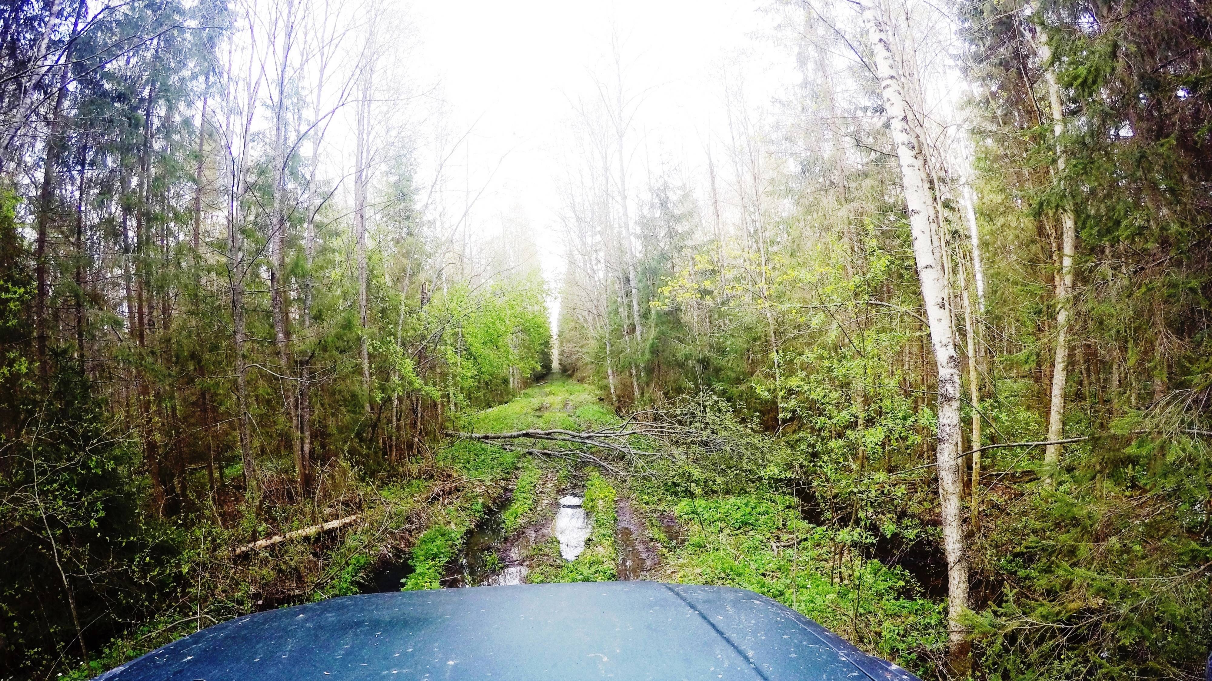 Колея до горизонта. Встреча с медведем.Четвертое, таежное путешествие. День второй.