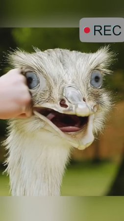bo bo
