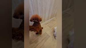 Тедди пудель Тикап