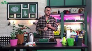 Как посадить томаты в торфяные таблетки: секреты Виталия Декабрёва - 7 дач