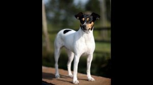 Андалузский трактирный крысолов