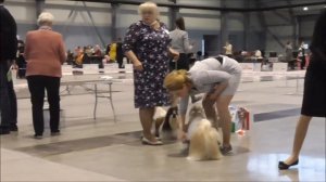 Монопородная выставка ши тцу, кобели юниоры