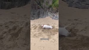 Где тут подраться и обнимашки. Бультерьер