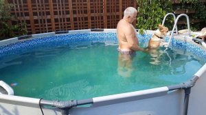 Корги учится плавать