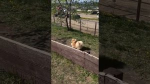 Для Баси забор - не преграда!