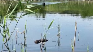 Water training