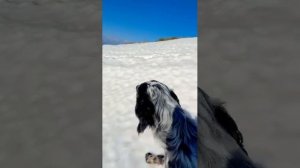 Горная охота с английскими сеттерами, очень красиво