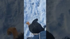 Как росла немецкая овчарка с 1 месяца до года. Немецкая