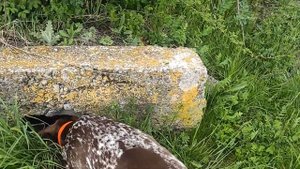 Курцхаар нашел лиса