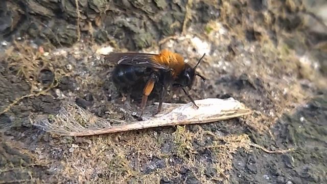 Сонный весенний шмель греется на каре дерева. смотреть онлайн