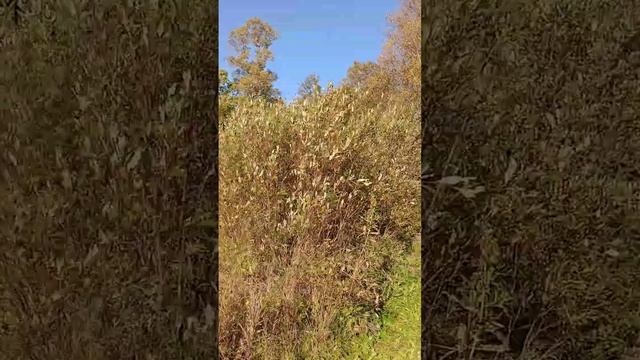 Классическая музыка смотреть онлайн