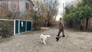 Лабрадор 6 месяцев Мави ! Пятый день занятий! Отработка