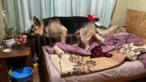 Поведение собак в доме . Восточно европейская овчарка