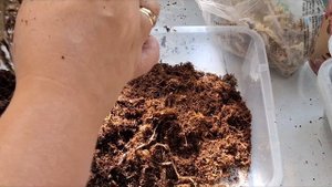 Антуриум сильвер блаш. Пересадка.