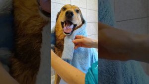 Груминг. Экспресс-линька Марли.