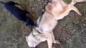 ягдтерьер против волка