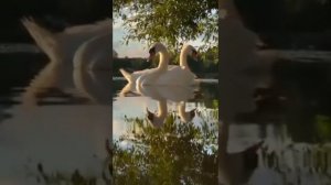 Фәрит Бикбулатов - Аҡҡош күле