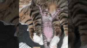 Котёнок кайфует