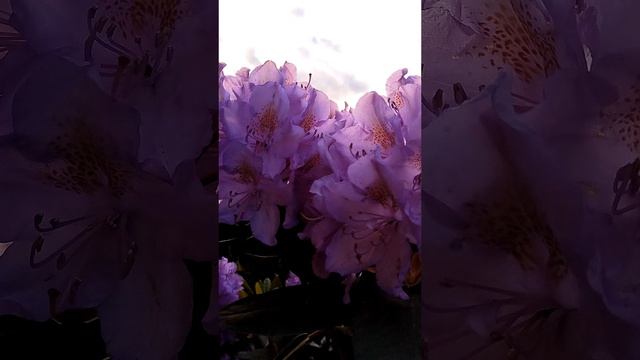 Рододендроны 2025.