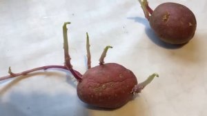 Китайский метод посадки картофеля повысит урожай или нет Зачем и как резать картошку перед посадкой