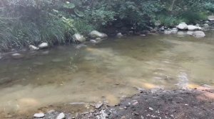 Французский бульдог прыгнул в воду