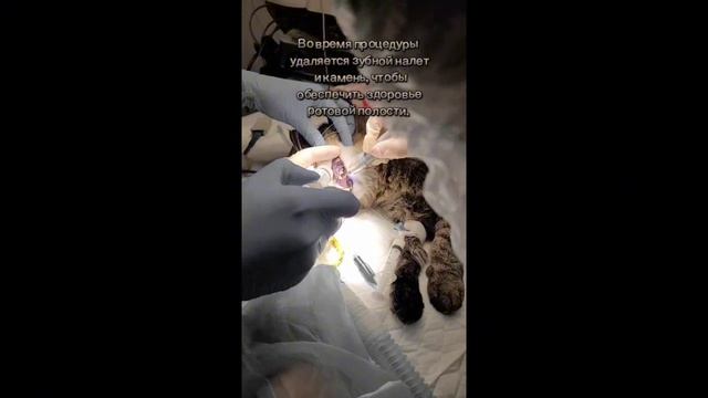 Зубной камень у животных.. #животные #зубыкошки #стомат