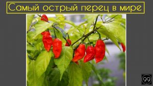 Самый острый перец в мире Это интересно №29